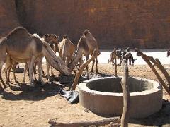 Camels drink water at a well in a desert landscape, while donkeys stand nearby in the background.