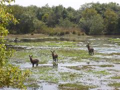 A scenic shot of four waterbucks standing in a grassy, shallow body of water with trees in the background.