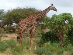 A giraffe stands in a grassy landscape surrounded by trees, with its long neck reaching towards the foliage.