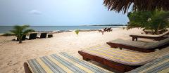 Beach chairs and palm trees line a sandy beach overlooking a calm ocean under a cloudy sky.