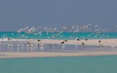 A serene coastal scene features a flock of birds soaring and resting on a pristine beach, with turquoise waters meeting a light blue sky.