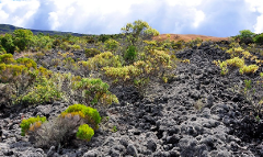 Comoros Islands 9-Day Tour: An All-Inclusive Grande Comore, Moheli and Anjouan Island Adventure