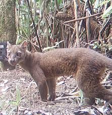 Certainly! Here's a description of the image:A fossa, a cat-like carnivore endemic to Madagascar, is captured by a camera trap in a lush forest setting.