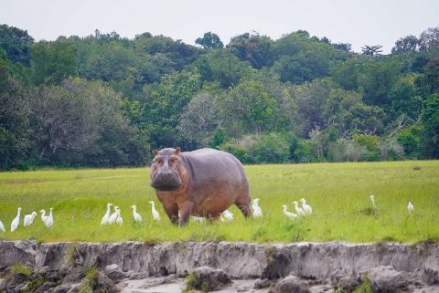 A large hippo stands in a grassy field surrounded by several white egrets, with a dense forest in the background.