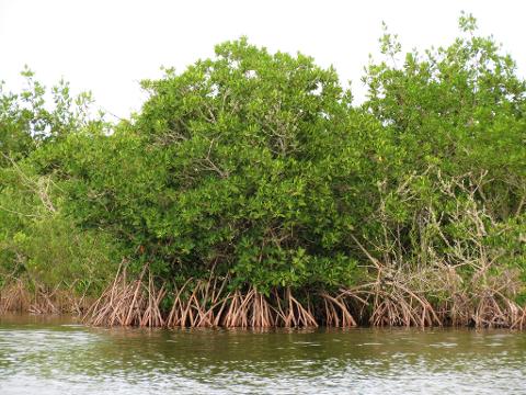 A dense mangrove forest stands with its characteristic prop roots extending into the water, beneath a bright white sky.