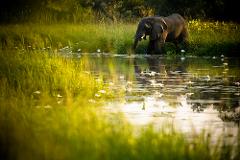 Ein Elefant trinkt aus einem mit weißen Blumen bedeckten Teich; sein Spiegelbild ist im Wasser sichtbar.