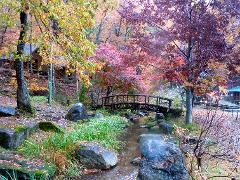 A serene autumn landscape featuring colorful trees, a small wooden bridge over a stream, and mossy rocks.