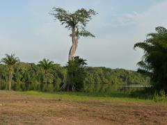 Peuples et civilisations des Grassfields Un arbre imposant se dresse en évidence dans un paysage luxuriant d'arbres verts et d'eau réfléchissante, sur fond de ciel doux.