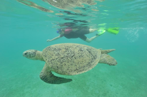 Mayotte Turtle Beach and Reef Snorkeling Day Tour : Excursion from Mayotte/Dzaoudzi/Mamoudzou