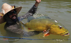 A man in a hat and sunglasses is holding a large, yellow fish in the water, smiling and raising his other hand in the air.