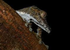A camouflage gecko clings to a brown tree trunk against a black background.
