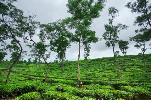 A vibrant green tea plantation stretches across rolling hills under a cloudy sky, dotted with trees and workers tending to the crops.