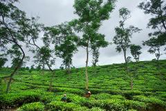 A vibrant green tea plantation stretches across rolling hills under a cloudy sky, dotted with trees and workers tending to the crops.