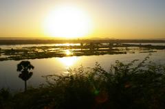 A golden sunset bathes a wide river with lush vegetation and a lone palm tree in the foreground, creating a serene and picturesque scene.