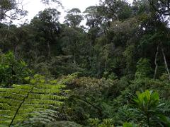 A lush, dense forest scene with a variety of trees and greenery, including a prominent fern in the foreground, under a cloudy sky.