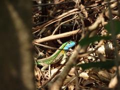 Salamanca Island Road Park Birdwatching Tour from Santa Marta A colorful lizard with a bright blue head is partially visible among twigs, dried leaves, and branches on the forest floor.