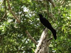 Salamanca Island Road Park Birdwatching Tour from Santa Marta A black bird with yellow eyes is perched on a tree branch, its beak open, set against a backdrop of lush green foliage.