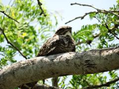 Salamanca Island Road Park Birdwatching Tour from Santa Marta A well-camouflaged pauraque bird with brown and gray mottled plumage rests lengthwise on a thick, gnarled branch, blending perfectly with the bark and foliage.