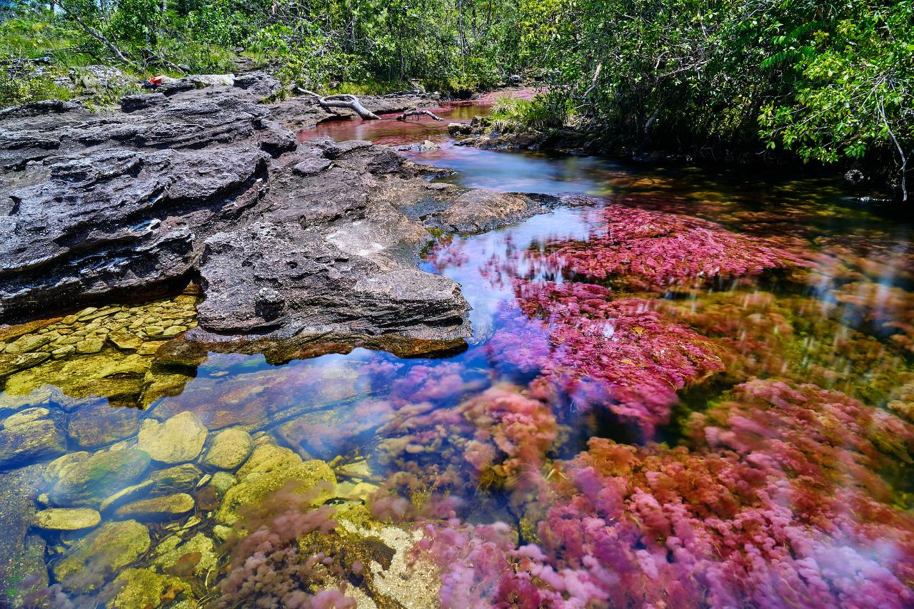 Caño Cristales "River of Five Colors" 4-Day Tour