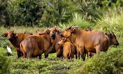 A herd of forest buffalos stands in a grassy field with a white bird in the foreground and lush green vegetation in the background.