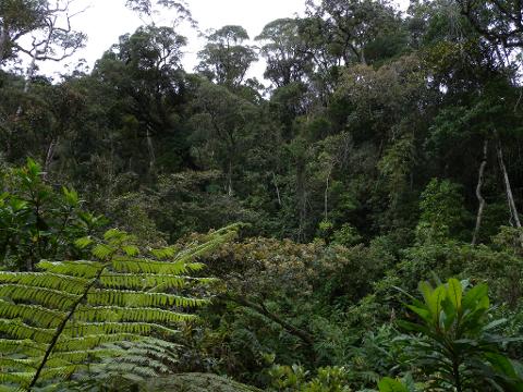 A lush, dense tropical rainforest scene with a variety of trees, ferns, and vegetation filling the frame under an overcast sky.