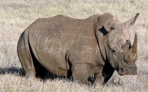 A rhino stands amidst tall grasses, its massive body covered in a sprinkling of small dark spots, possibly ticks or flies, while its large horn dominates its face.