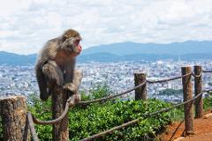 A Japanese macaque sits atop a wooden post along a rope fence overlooking a city and distant mountains on a partly cloudy day.