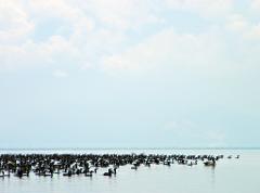 Ciénaga Grande de Santa Marta Birdwatching from Santa Marta A large flock of birds is swimming in the water under a pale sky.