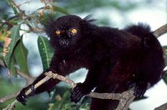A black lemur with striking orange eyes perches on a tree branch amidst lush green foliage.