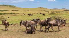 A herd of wildebeest grazes in a grassy plain under a blue sky with scattered clouds, with some animals standing, one lying down, and others visible in the distance.