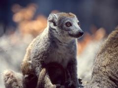 A lemur sits with its baby nestled between its legs, looking off to the right with amber eyes.