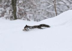 Tateshina Snowy Forest and Frozen Waterfalls Snowshoe Guided Tour