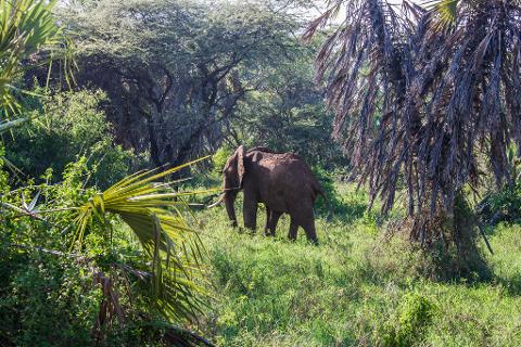 An elephant stands grazing in a grassy clearing surrounded by lush greenery and towering trees, its tusks gleaming in the sunlight.