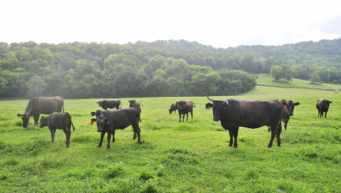 A herd of black cows grazes on a lush green pasture in front of a tree-covered hillside.