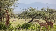A group of elegant Gerenuks are foraging for food in the shrubbery in the African savanna, with one standing tall on its hind legs to reach the high branches of a thorn tree.