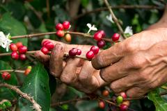 A close-up shows weathered hands harvesting ripe, red coffee cherries from a branch amongst green leaves and white blossoms.