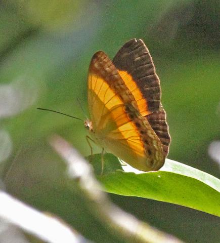 A butterfly is perched on a green leaf in a garden setting.