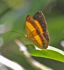 A butterfly is perched on a green leaf in a garden setting.