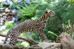 An ocelot, with its distinctive spotted coat, stands poised on rocks and a fallen branch, gazing upwards amidst lush green foliage.