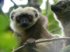 A lemur with a black face and light-colored fur around its head clings to a branch, looking directly at the camera, with another lemur visible in the background.