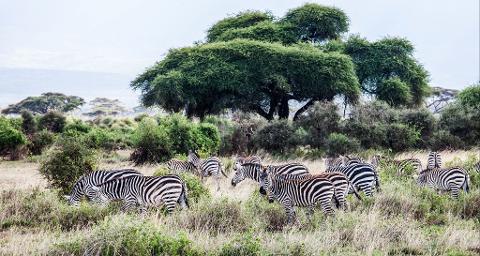 A herd of zebras grazes in a grassy field with trees and bushes under a pale sky in Amboseli National Park.