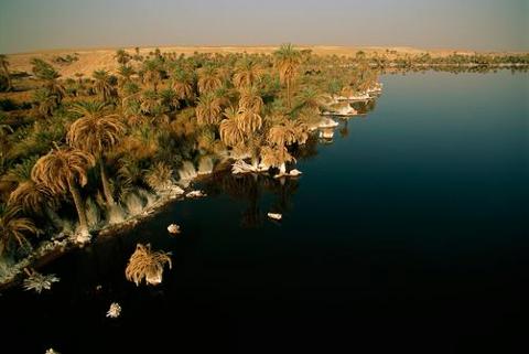 An oasis with palm trees lines the shore of a dark, still lake under a clear sky.