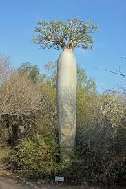 Certainly! Here is a description of the image within the character limit:A striking, bottle-shaped baobab tree with a rounded crown of leaves stands prominently amidst other vegetation under a clear blue sky.