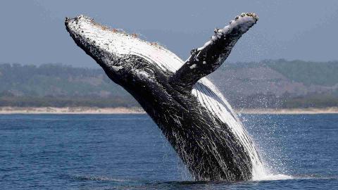 Whale Watching in Nuquí Private Eco Adventure (6 Days / 5 Nights) A humpback whale breaches from the ocean, its black and white body glistening with water as it leaps towards the sky.