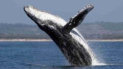 Whale Watching in Nuquí Private Eco Adventure (6 Days / 5 Nights) A humpback whale breaches from the ocean, its black and white body glistening with water as it leaps towards the sky.