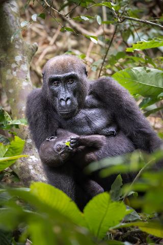 A mother gorilla tenderly cradles her baby, who nibbles on a leaf, in a lush forest setting.