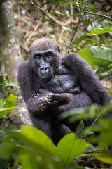 A mother gorilla tenderly cradles her baby, who nibbles on a leaf, in a lush forest setting.