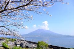 A scenic view of Sakurajima volcano in Japan framed by cherry blossoms, overlooking the sea, a town, and a walking path.