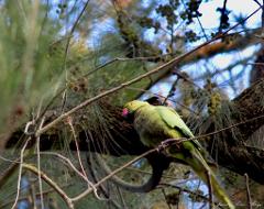 A green parrot with a red beak perches on a branch amidst dense foliage, captured in a close-up shot with the photographer's signature at the bottom right.