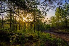 Sunlight filters through a pine forest, illuminating a dirt path winding through the trees and lush greenery.